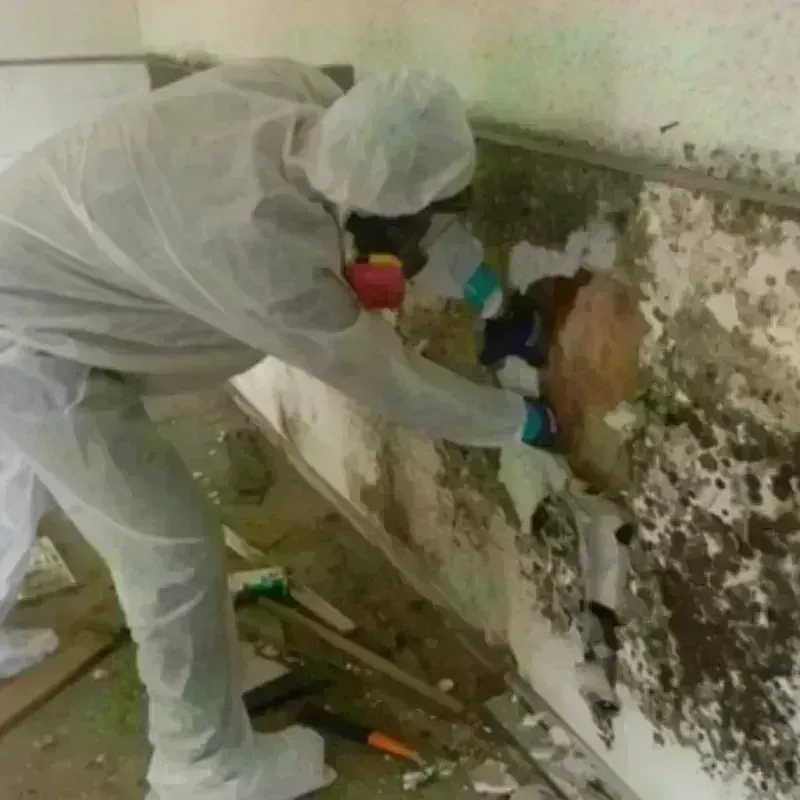 Mold Remediation and Removal in Pickerington, OH